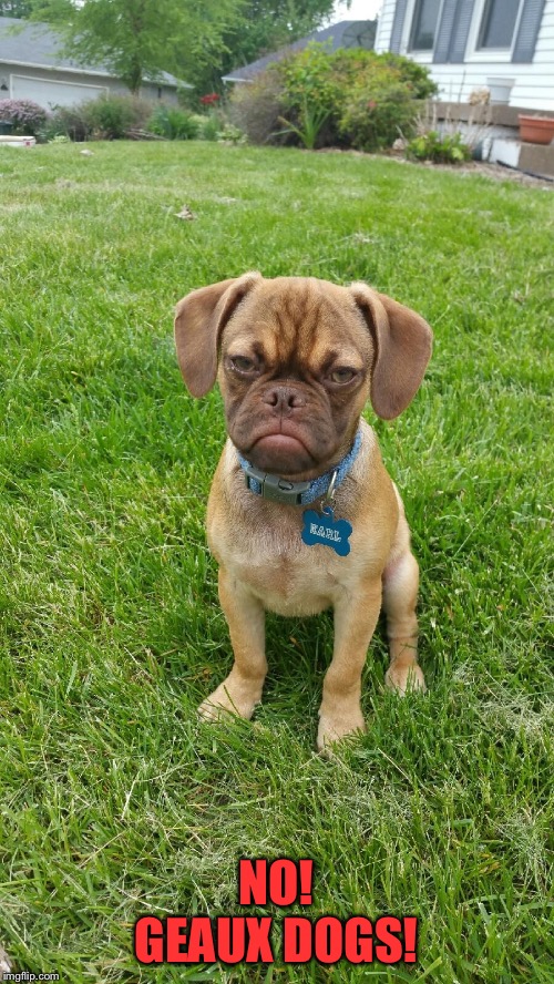 Earl The Grumpy Dog | NO! GEAUX DOGS! | image tagged in earl the grumpy dog | made w/ Imgflip meme maker
