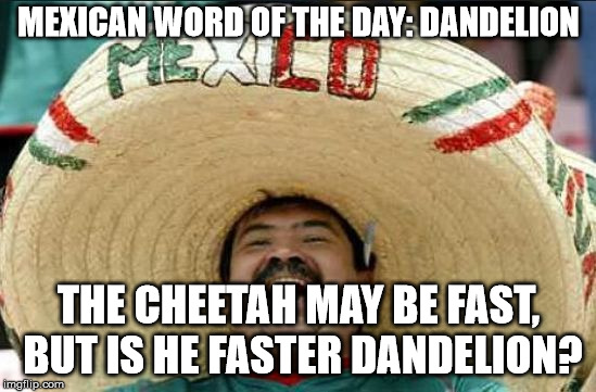 mexican word of the day | MEXICAN WORD OF THE DAY: DANDELION; THE CHEETAH MAY BE FAST, BUT IS HE FASTER DANDELION? | image tagged in mexican word of the day | made w/ Imgflip meme maker
