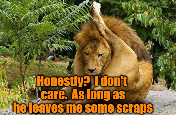 lion licking balls | Honestly?  I don't care.  As long as he leaves me some scraps | image tagged in lion licking balls | made w/ Imgflip meme maker