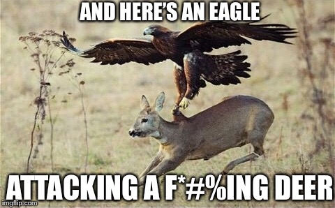 AND HERE’S AN EAGLE ATTACKING A F*#%ING DEER | made w/ Imgflip meme maker