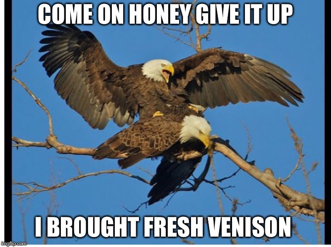 Eagles mating | COME ON HONEY GIVE IT UP I BROUGHT FRESH VENISON | image tagged in eagles mating | made w/ Imgflip meme maker