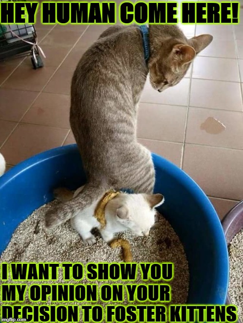 HEY HUMAN COME HERE! I WANT TO SHOW YOU MY OPINION ON YOUR DECISION TO FOSTER KITTENS | image tagged in my opinion | made w/ Imgflip meme maker
