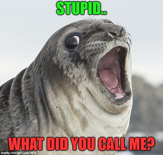 Gasp Seal | STUPID.. WHAT DID YOU CALL ME? | image tagged in gasp seal | made w/ Imgflip meme maker