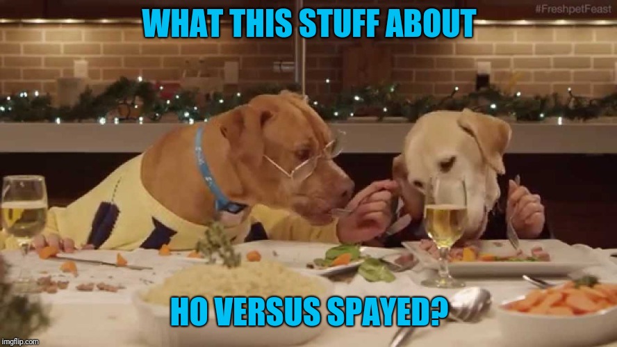 dog dinner | WHAT THIS STUFF ABOUT HO VERSUS SPAYED? | image tagged in dog dinner | made w/ Imgflip meme maker