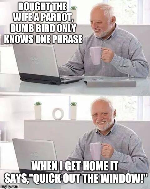 Hide the Pain Harold Meme | BOUGHT THE WIFE A PARROT, DUMB BIRD ONLY KNOWS ONE PHRASE; WHEN I GET HOME IT SAYS,"QUICK OUT THE WINDOW!" | image tagged in memes,hide the pain harold | made w/ Imgflip meme maker
