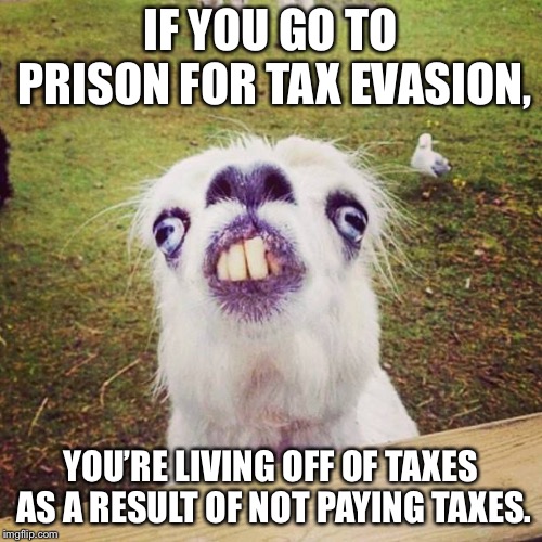 irony llama | IF YOU GO TO PRISON FOR TAX EVASION, YOU’RE LIVING OFF OF TAXES AS A RESULT OF NOT PAYING TAXES. | image tagged in irony llama | made w/ Imgflip meme maker