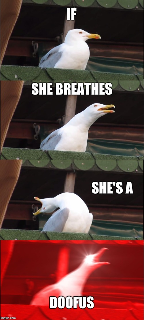 Inhaling Seagull | IF; SHE BREATHES; SHE'S A; DOOFUS | image tagged in memes,inhaling seagull | made w/ Imgflip meme maker