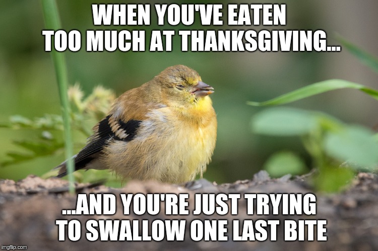 Ate too much | WHEN YOU'VE EATEN TOO MUCH AT THANKSGIVING... ...AND YOU'RE JUST TRYING TO SWALLOW ONE LAST BITE | image tagged in thanksgiving | made w/ Imgflip meme maker