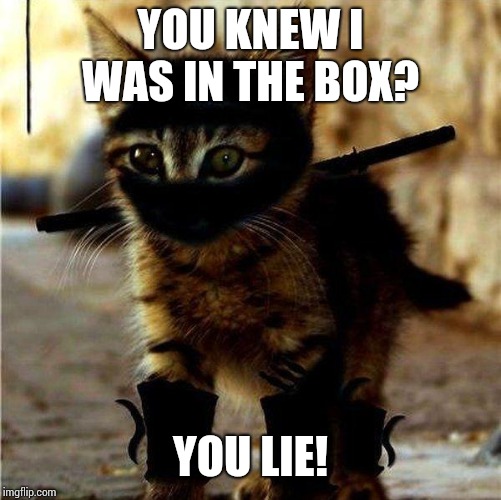 Ninja Cat | YOU KNEW I WAS IN THE BOX? YOU LIE! | image tagged in ninja cat | made w/ Imgflip meme maker