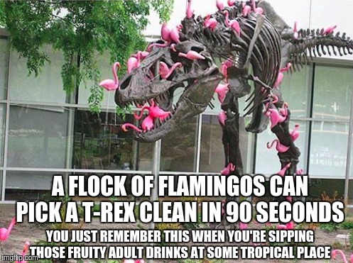 tropical places | A FLOCK OF FLAMINGOS CAN PICK A T-REX CLEAN IN 90 SECONDS; YOU JUST REMEMBER THIS WHEN YOU'RE SIPPING THOSE FRUITY ADULT DRINKS AT SOME TROPICAL PLACE | image tagged in funny memes | made w/ Imgflip meme maker