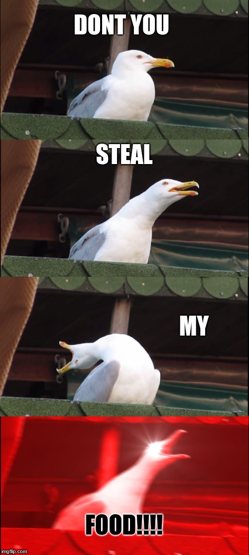 MINE MINE MINE | DONT YOU; STEAL; MY; FOOD!!!! | image tagged in memes,inhaling seagull | made w/ Imgflip meme maker