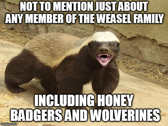 Honey Badger Gives A Shit | NOT TO MENTION JUST ABOUT ANY MEMBER OF THE WEASEL FAMILY INCLUDING HONEY BADGERS AND WOLVERINES | image tagged in honey badger gives a shit | made w/ Imgflip meme maker