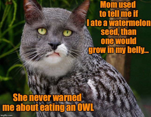 Look it’s a Cowl | Mom used to tell me if I ate a watermelon seed, than one would grow in my belly... She never warned me about eating an OWL | image tagged in funny,momma used to say,watermelon,owl,cat,memes | made w/ Imgflip meme maker