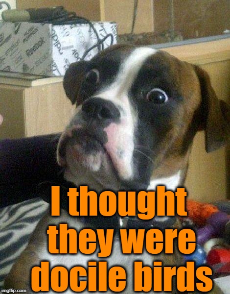 Surprised Dog | I thought they were docile birds | image tagged in surprised dog | made w/ Imgflip meme maker