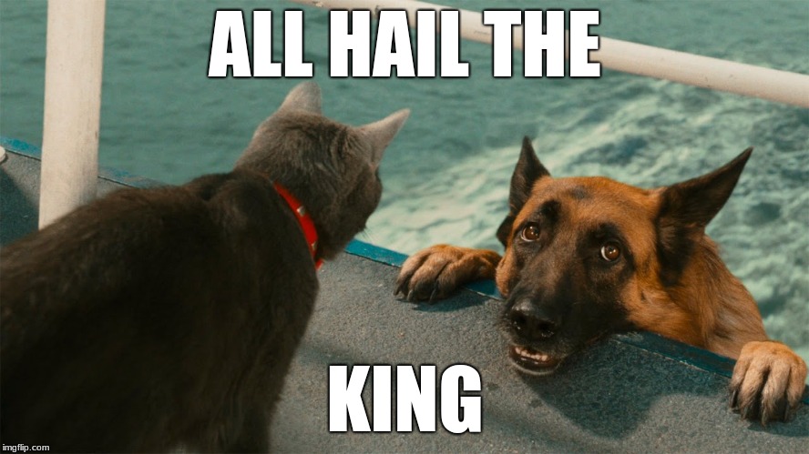 Cat v dog | ALL HAIL THE; KING | image tagged in cat vs jog,dogs an cats | made w/ Imgflip meme maker