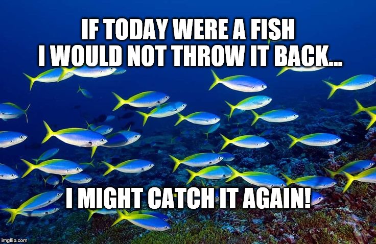school of fish | IF TODAY WERE A FISH I WOULD NOT THROW IT BACK... I MIGHT CATCH IT AGAIN! | image tagged in school of fish | made w/ Imgflip meme maker
