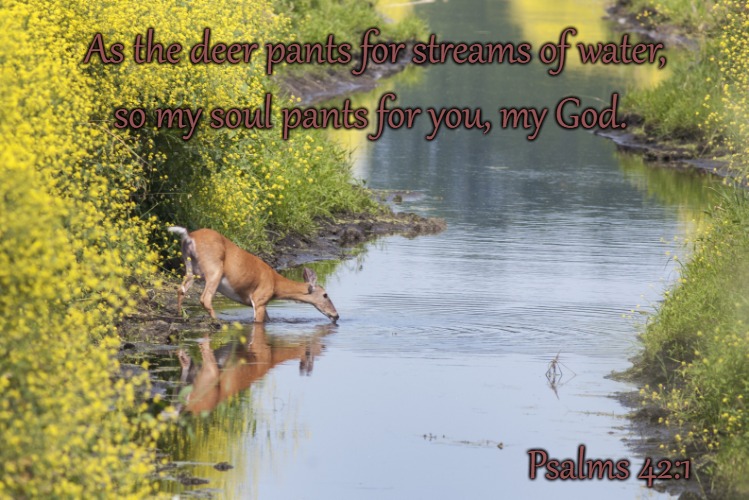 Psalm 42:1 NKJV - As The Deer Pants. - Facebook Cover Photo - My Bible