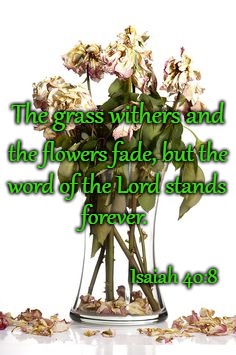 Isaiah 40:8 The Grass Withers And The Flowers Fade But The Word Of The Lord Stands Forever | The grass withers and; the flowers fade, but the; word of the Lord stands; forever. Isaiah 40:8 | image tagged in bible,holy bible,holy spirit,bible verse,verse,god | made w/ Imgflip meme maker