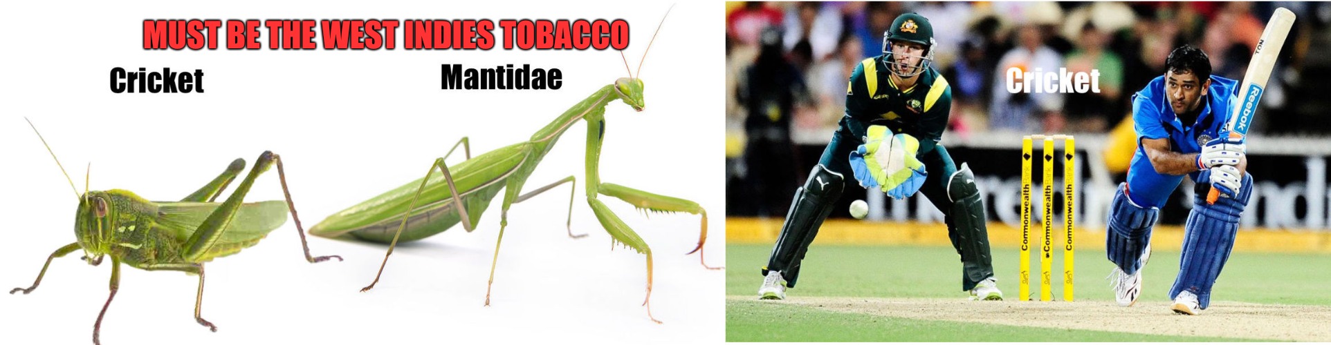 MUST BE THE WEST INDIES TOBACCO | made w/ Imgflip meme maker