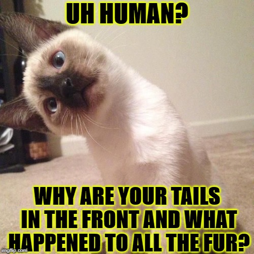 UH HUMAN? WHY ARE YOUR TAILS IN THE FRONT AND WHAT HAPPENED TO ALL THE FUR? | image tagged in human tail | made w/ Imgflip meme maker
