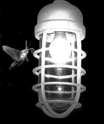 Real moths stay dedicated to uggggghhhh one uuggghhhh lamp Blank Meme Template