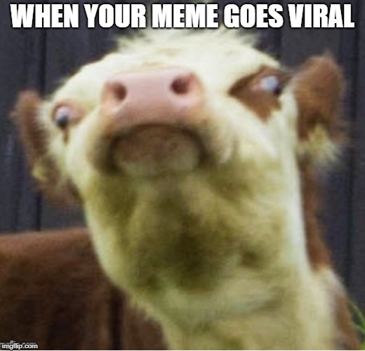 WTF | WHEN YOUR MEME GOES VIRAL | image tagged in cow,dank memes,wtf | made w/ Imgflip meme maker