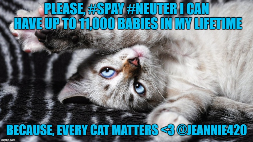 PLEASE, #SPAY #NEUTER I CAN HAVE UP TO 11,000 BABIES IN MY LIFETIME; BECAUSE, EVERY CAT MATTERS <3 @JEANNIE420 | image tagged in please spay and neuter i can have 11 000 babies in my lifetime. | made w/ Imgflip meme maker