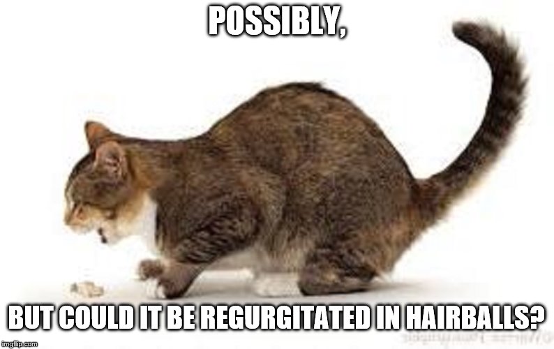 POSSIBLY, BUT COULD IT BE REGURGITATED IN HAIRBALLS? | made w/ Imgflip meme maker