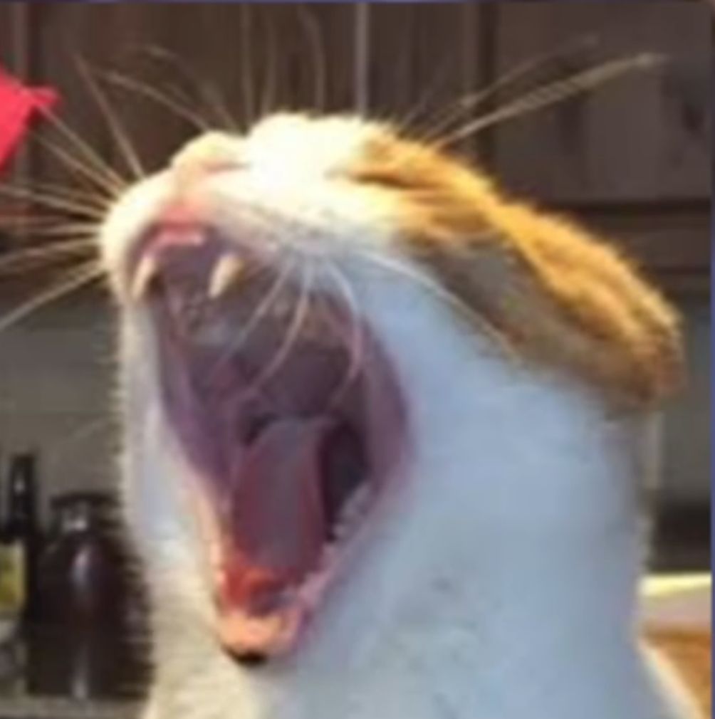 Yawning Cat Blank Meme Template
