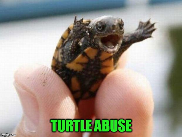 happy baby turtle | TURTLE ABUSE | image tagged in happy baby turtle | made w/ Imgflip meme maker