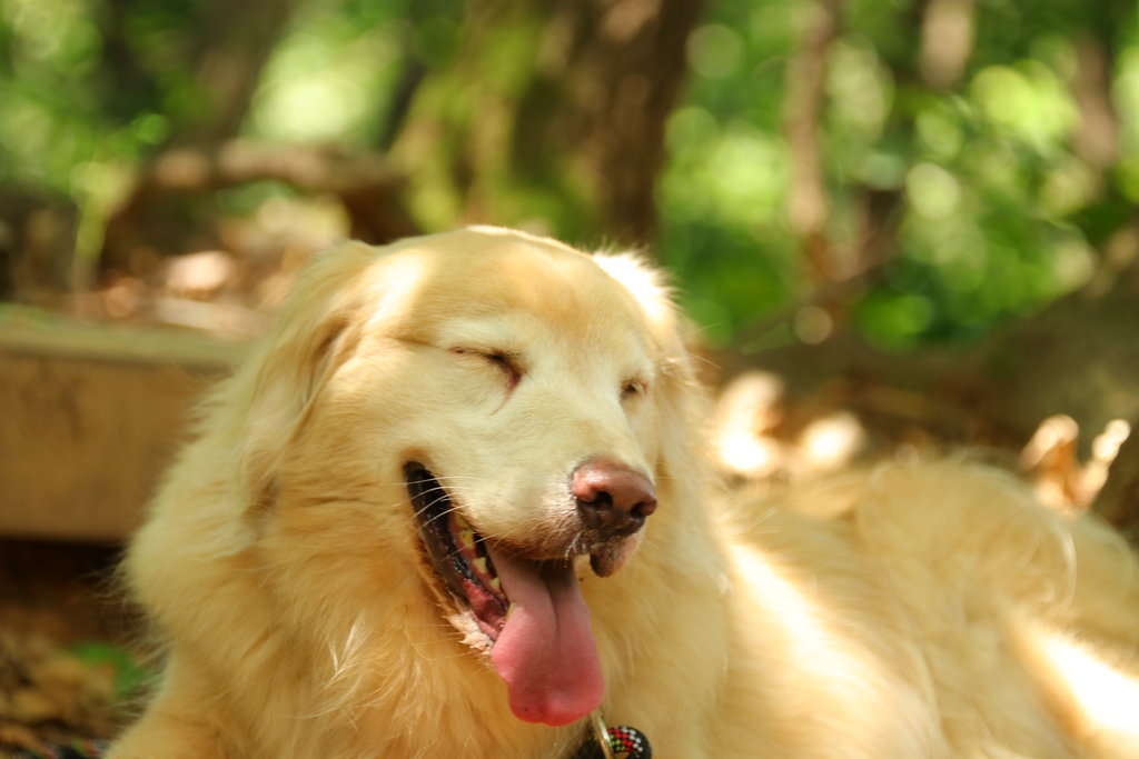 High Quality Dog laughing Blank Meme Template
