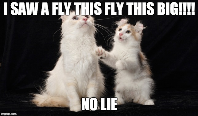 cat pov | I SAW A FLY THIS FLY THIS BIG!!!! NO LIE | image tagged in cat quote,cat pov | made w/ Imgflip meme maker