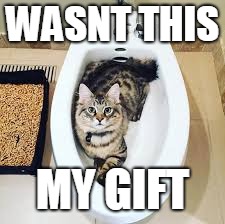 the toilet cat | WASNT THIS; MY GIFT | image tagged in toilet cats,gifts for cats | made w/ Imgflip meme maker