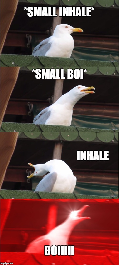 When your friend wants to play Fortnite and its 3AM | *SMALL INHALE*; *SMALL BOI*; INHALE; BOIIIII | image tagged in memes,inhaling seagull,boi,fortnite | made w/ Imgflip meme maker