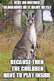 WHY DO MOTHER KANGAROOS HATE RAINY DAYS? BECAUSE THEN THE CHILDREN HAVE TO PLAY INSIDE. | image tagged in kangaroo | made w/ Imgflip meme maker