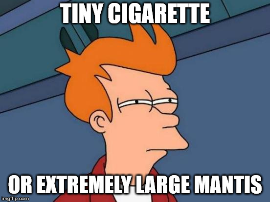 Futurama Fry Meme | TINY CIGARETTE OR EXTREMELY LARGE MANTIS | image tagged in memes,futurama fry | made w/ Imgflip meme maker