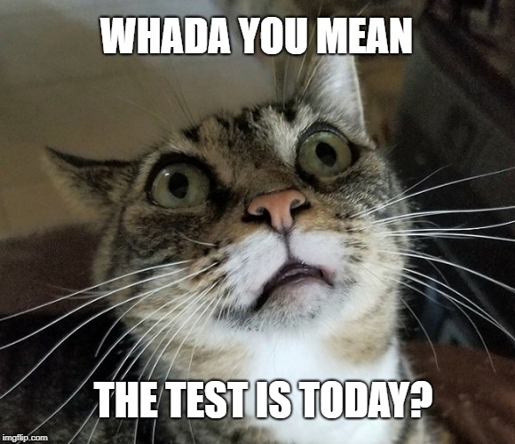 cat surprised  | WHADA YOU MEAN; THE TEST IS TODAY? | image tagged in cat,kitty,test,school,surprise | made w/ Imgflip meme maker