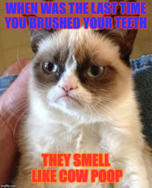 Grumpy Cat Meme | WHEN WAS THE LAST TIME YOU BRUSHED YOUR TEETH; THEY SMELL LIKE COW POOP | image tagged in memes,grumpy cat | made w/ Imgflip meme maker