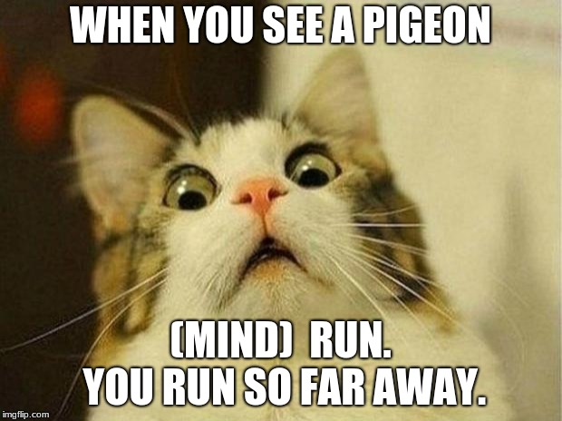 Scared Cat Meme | WHEN YOU SEE A PIGEON; (MIND)  RUN. YOU RUN SO FAR AWAY. | image tagged in memes,scared cat | made w/ Imgflip meme maker