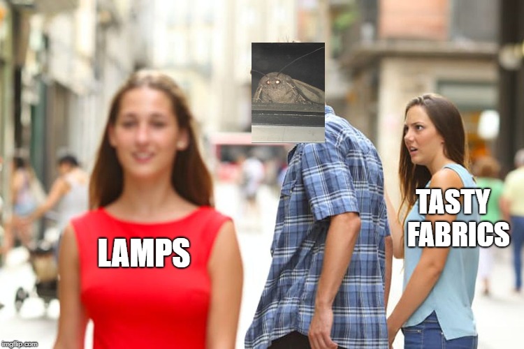 Distracted Mothman | TASTY 
FABRICS; LAMPS | image tagged in memes,lamp,distracted boyfriend,moth,lights | made w/ Imgflip meme maker