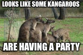 KANGAROOFEST | LOOKS LIKE SOME KANGAROOS; ARE HAVING A PARTY | image tagged in gay,memes,kangaroo,party,funny | made w/ Imgflip meme maker