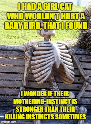 Waiting Skeleton Meme | I HAD A GIRL CAT WHO WOULDN'T HURT A BABY BIRD, THAT I FOUND I WONDER IF THEIR MOTHERING-INSTINCT IS STRONGER THAN THEIR KILLING INSTINCTS S | image tagged in memes,waiting skeleton | made w/ Imgflip meme maker