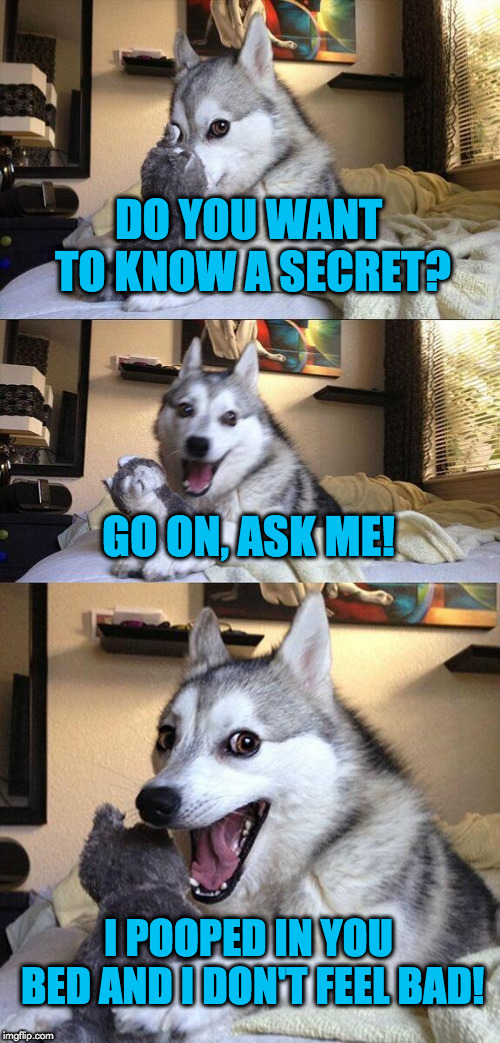 Bad Pun Dog Meme | DO YOU WANT TO KNOW A SECRET? GO ON, ASK ME! I POOPED IN YOU BED AND I DON'T FEEL BAD! | image tagged in memes,bad pun dog | made w/ Imgflip meme maker