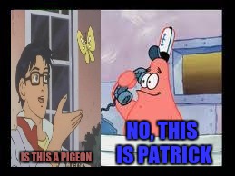 No, this is patrick |  NO, THIS IS PATRICK; IS THIS A PIGEON | image tagged in no this is patrick | made w/ Imgflip meme maker