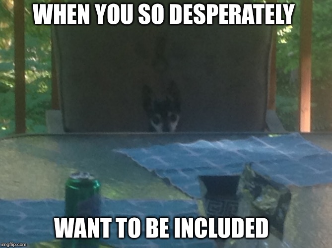 Dog | WHEN YOU SO DESPERATELY; WANT TO BE INCLUDED | image tagged in dog at the table | made w/ Imgflip meme maker