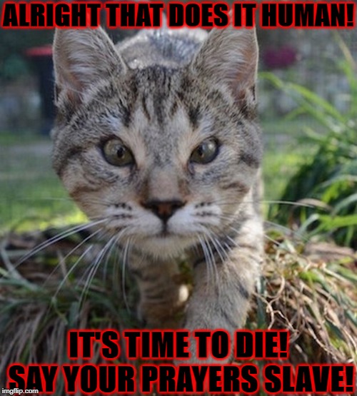 ALRIGHT THAT DOES IT HUMAN! IT'S TIME TO DIE! SAY YOUR PRAYERS SLAVE! | image tagged in time to die | made w/ Imgflip meme maker