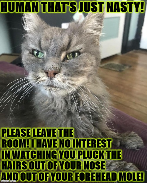 HUMAN THAT'S JUST NASTY! PLEASE LEAVE THE ROOM! I HAVE NO INTEREST IN WATCHING YOU PLUCK THE HAIRS OUT OF YOUR NOSE AND OUT OF YOUR FOREHEAD MOLE! | image tagged in disgusted | made w/ Imgflip meme maker