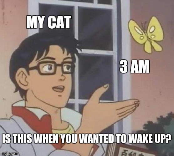 Is This A Pigeon | MY CAT; 3 AM; IS THIS WHEN YOU WANTED TO WAKE UP? | image tagged in memes,is this a pigeon | made w/ Imgflip meme maker