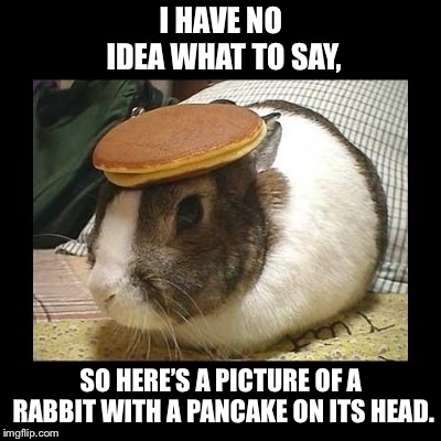 Pancake on Head Rabbit | I HAVE NO IDEA WHAT TO SAY, SO HERE’S A PICTURE OF A RABBIT WITH A PANCAKE ON ITS HEAD. | image tagged in pancake on head rabbit,i have no idea what to say | made w/ Imgflip meme maker
