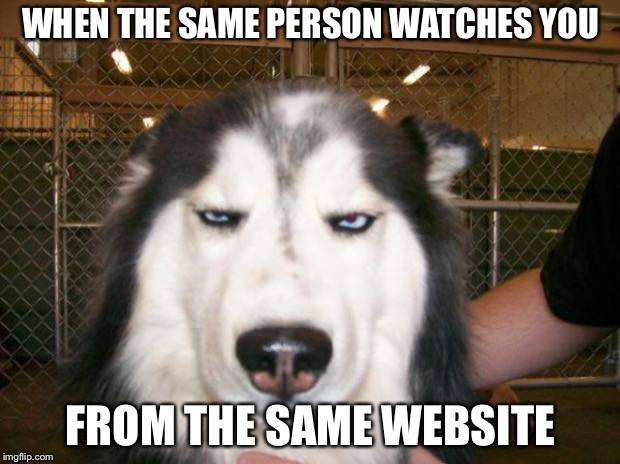 Annoyed Dog | WHEN THE SAME PERSON WATCHES YOU; FROM THE SAME WEBSITE | image tagged in annoyed dog | made w/ Imgflip meme maker